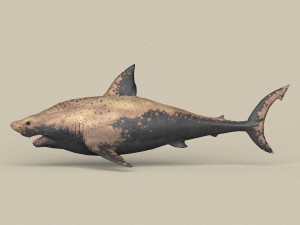 game ready shark Model 3D