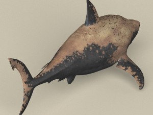 game ready shark Model 3D