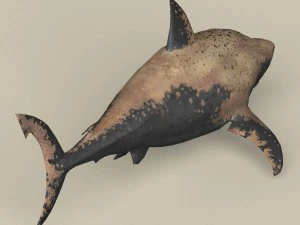 game ready shark 3D Model