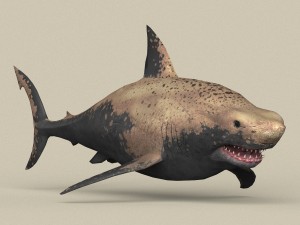 game ready shark Model 3D