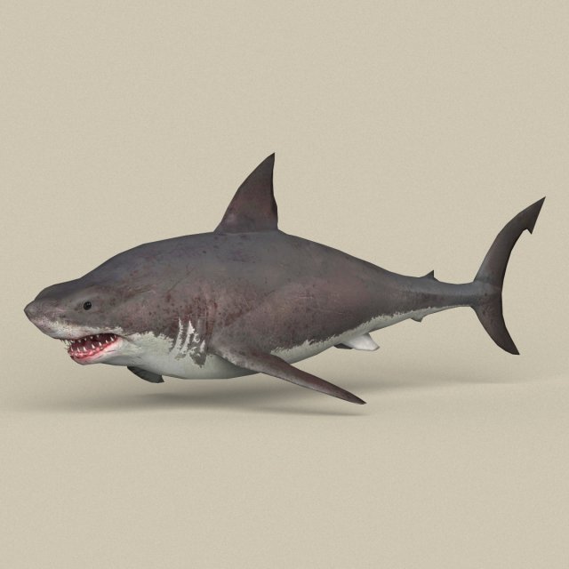 game ready white shark 3D मॉडल .c4d .max .obj .3ds .fbx .stl .blend 