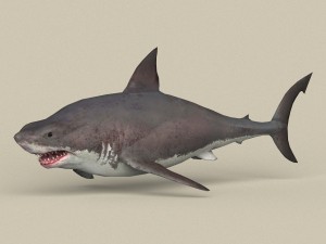 game ready white shark 3Dモデル