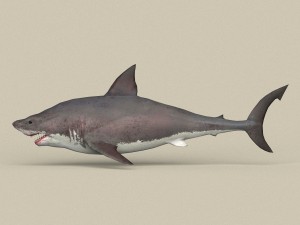 game ready white shark 3D मॉडल