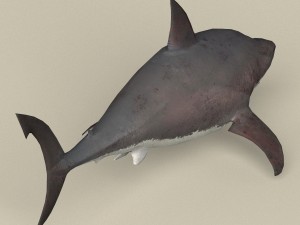 game ready white shark 3D मॉडल