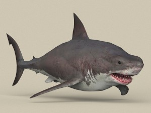 game ready white shark 3D मॉडल