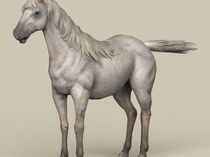 game ready white horse 3D Model