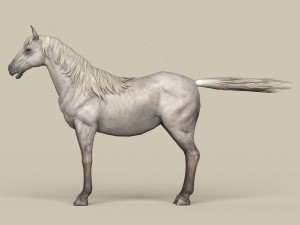 game ready white horse Model 3D