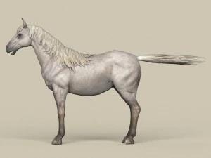game ready white horse 3D Model