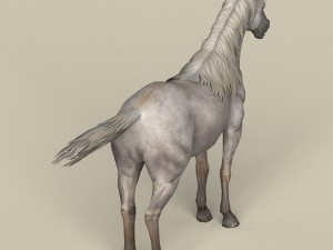 game ready white horse Model 3D