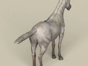 game ready white horse 3D Model