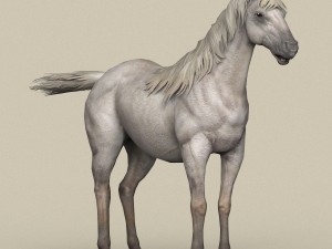 game ready white horse Model 3D