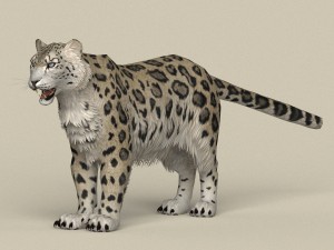game ready snow leopard 3D मॉडल