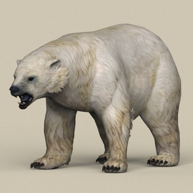 game ready polar bear 3D Model .c4d .max .obj .3ds .fbx .stl .blend 