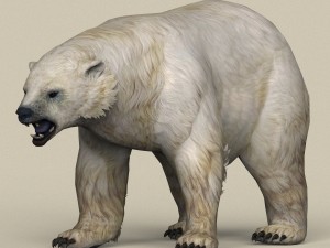 game ready polar bear Model 3D