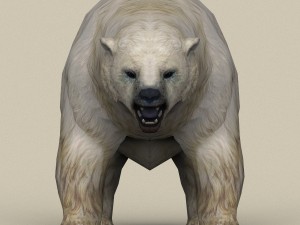 game ready polar bear 3D Model