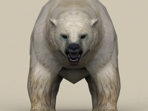 orso polare pronto per il gioco Modello 3D
