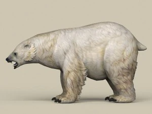 orso polare pronto per il gioco Modello 3D