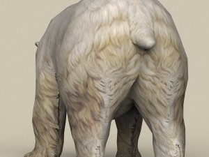 game ready polar bear 3D Model