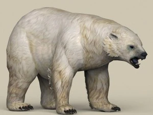 orso polare pronto per il gioco Modello 3D