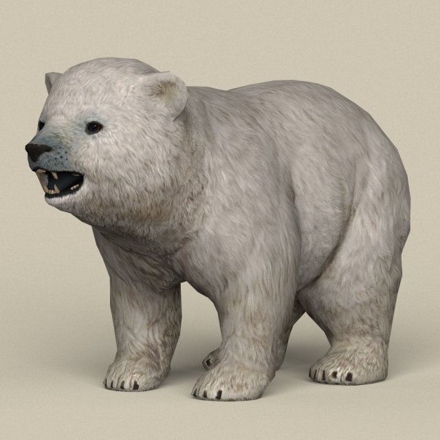 game ready polar bear cub Model 3D .c4d .max .obj .3ds .fbx .stl .blend 
