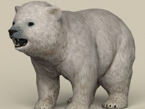 game ready polar bear cub 3D Model