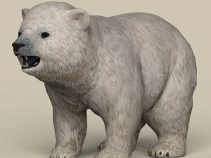 게임 준비 북극곰 새끼 3D 모델