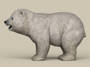 game ready polar bear cub Model 3D