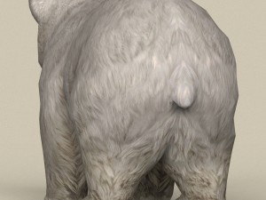 game ready polar bear cub Model 3D