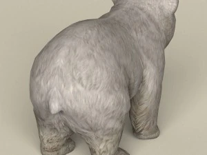 game ready polar bear cub 3D Model