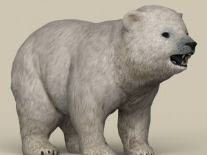 game ready polar bear cub Model 3D
