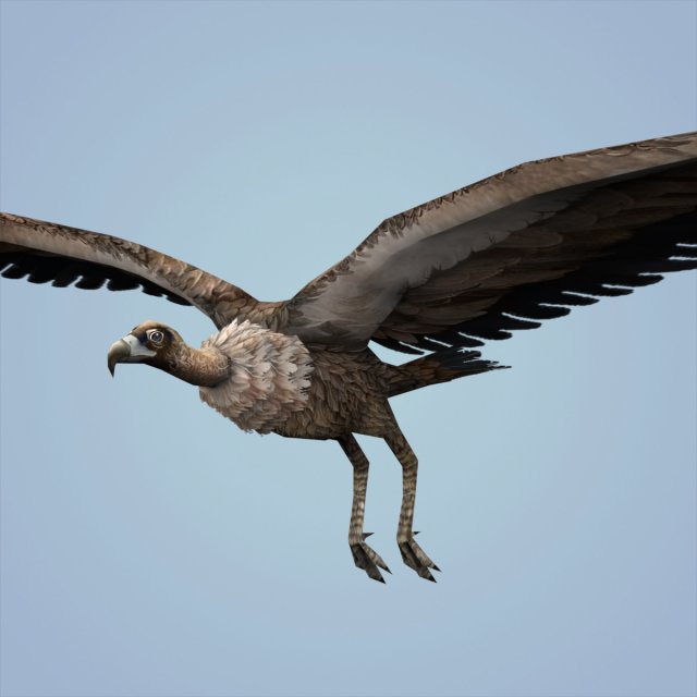 fantasy vulture Model 3D .c4d .max .obj .3ds .fbx .stl .blend 