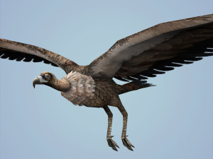 fantasy vulture 3Dモデル