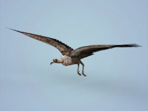 fantasy vulture Model 3D