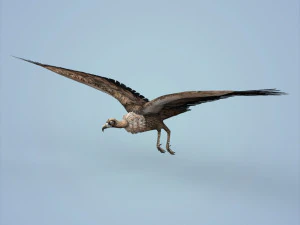 fantasy vulture 3D Model