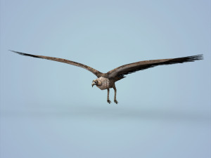 fantasy vulture Model 3D
