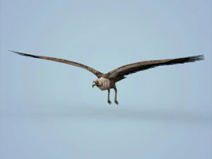 fantasy vulture 3D Model