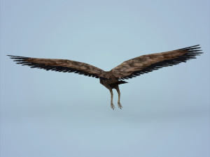 fantasy vulture Model 3D