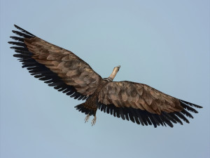 fantasy vulture Model 3D