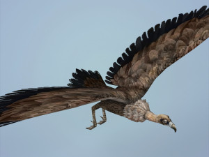 fantasy vulture Model 3D