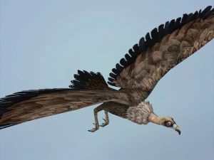 fantasy vulture 3D Model