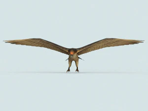 game ready eagle 3D Model