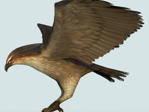 game ready eagle 3D मॉडल