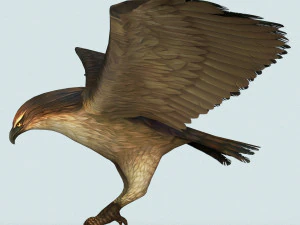 game ready eagle 3D Model