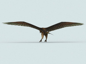 game ready eagle 3D मॉडल