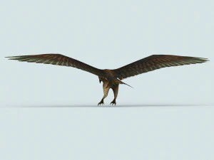 game ready eagle 3D Model