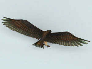 game ready eagle 3D Model