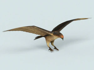 game ready eagle 3D Model