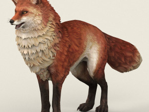 game ready red fox 3D Model
