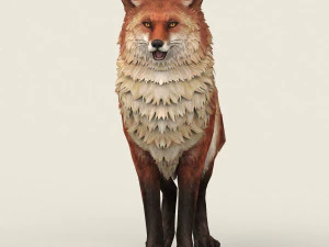 game ready red fox 3D Model