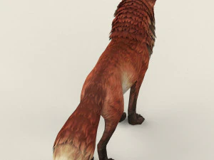 game ready red fox 3D Model